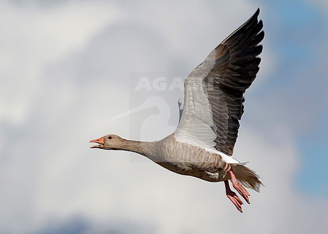 Greylag Goose, Finland stock-image by Agami/Tomi Muukkonen,
