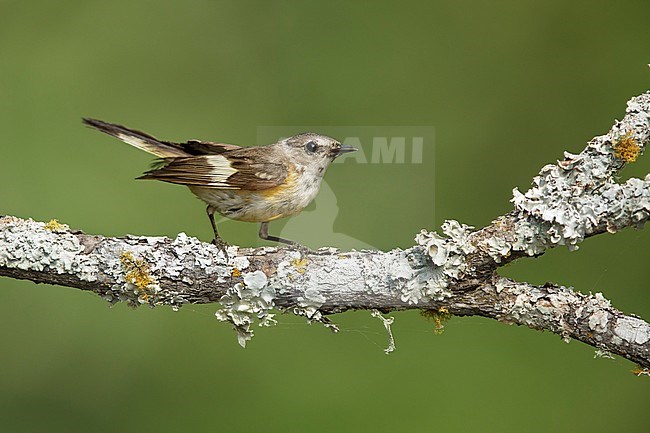 1st spring male
Galveston Co., TX
April 2017 stock-image by Agami/Brian E Small,