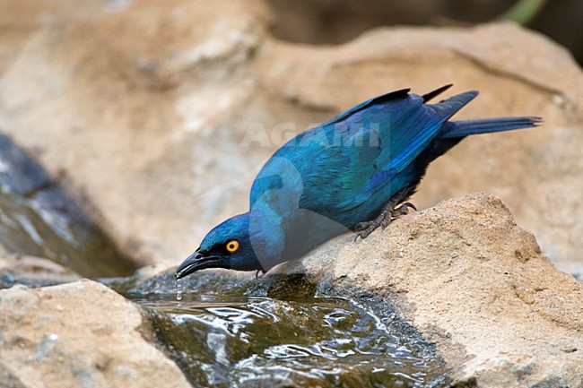 Groenstaart-glansspreeuw, Greater Blue-eared Starling, Lamprotornis chalybaeus stock-image by Agami/Marc Guyt,