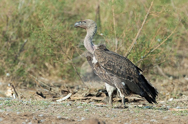 Ruppell's Vulture (Gyps rueppellii) standing near at carcass in rural Spain. Recent vagrant from Africa where it is critically endangered. stock-image by Agami/Dick Forsman,