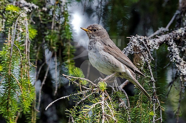 Female Black-throated Thrush perched on a branch near his nest in Mount Kvarkush, Ural Mountain, Russian Federation. June 2016. stock-image by Agami/Vincent Legrand,