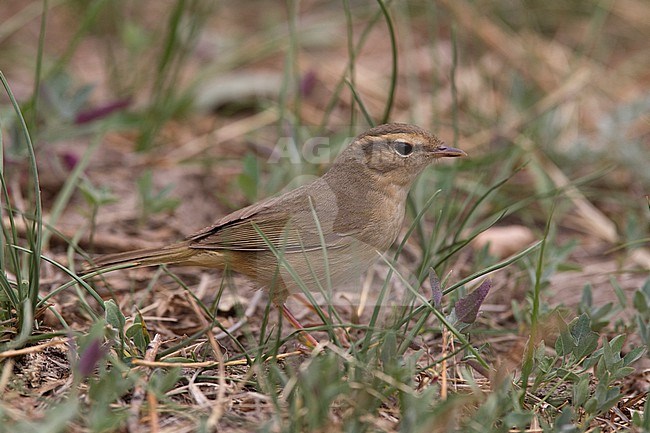 Radde's Warbler (Phylloscopus schwarzi) on ground stock-image by Agami/Mathias Putze,