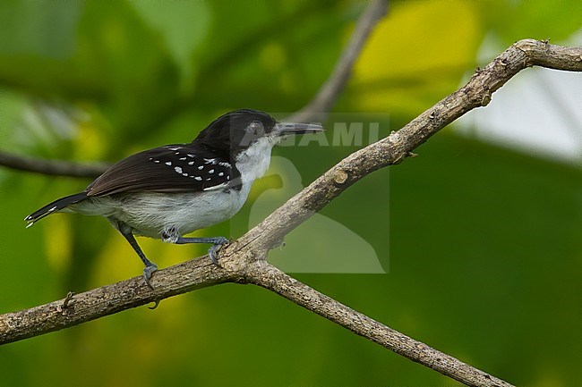 Birds of Peru, a Black-and-white Antbird stock-image by Agami/Dubi Shapiro,
