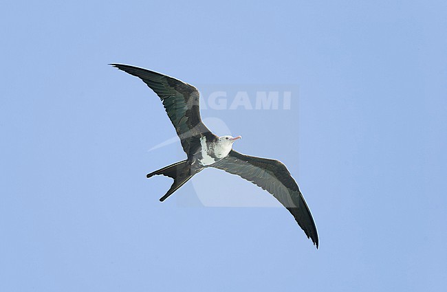 Juvenile / Immature Lesser Frigatebird (Fregata ariel) in flight over an atoll in the Amirante Islands in the Indian Ocean. stock-image by Agami/David Monticelli,