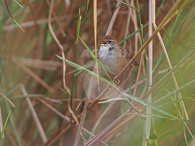 Baikal Bush Warbler, Lucustella davidi, Thailand, April.  stock-image by Agami/James Eaton,