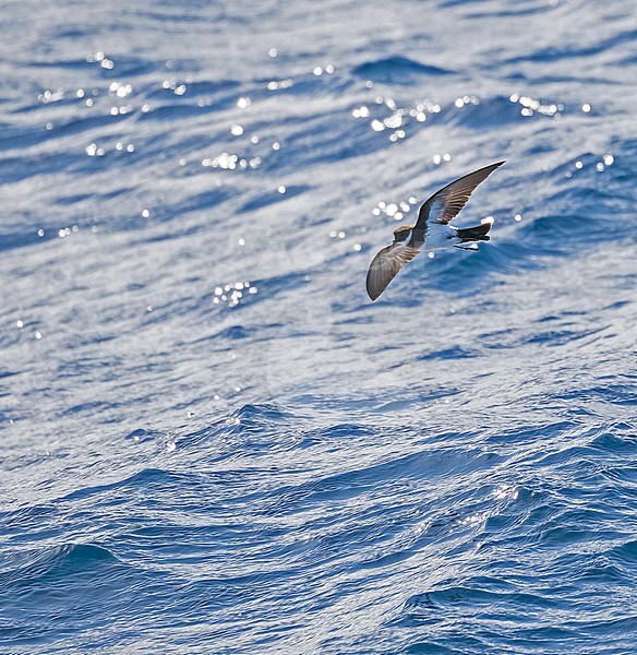 Polynesian storm petrel, Nesofregetta fuliginosa. Photographed during a French Polynesia & The Cook Islands expedition cruise. stock-image by Agami/Pete Morris,