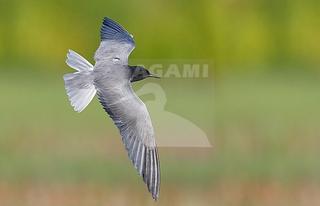 Black Tern (Chlidonias niger), adult in flight seen from the above, Campania, Italy stock-image by Agami/Saverio Gatto,