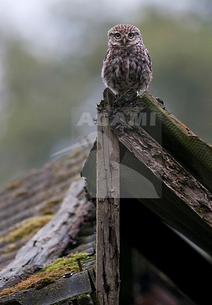 Steenuil op nok van vervallen schuurtje; Little owl in  a old shed stock-image by Agami/Han Bouwmeester,