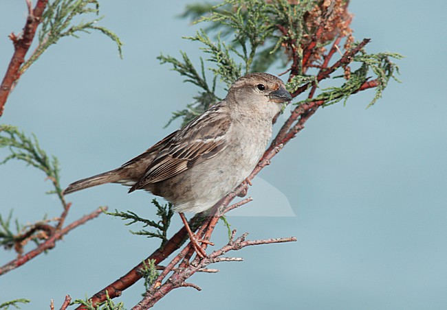 Vrouwtje Spaanse Mus; Female Spanish Sparrow stock-image by Agami/Marc Guyt,