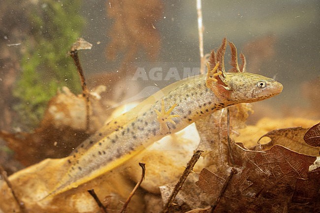 Great or Northern Crested Newt (Triturus cristatus) taken the 04/08/2021 at Le Mans - France. stock-image by Agami/Nicolas Bastide,