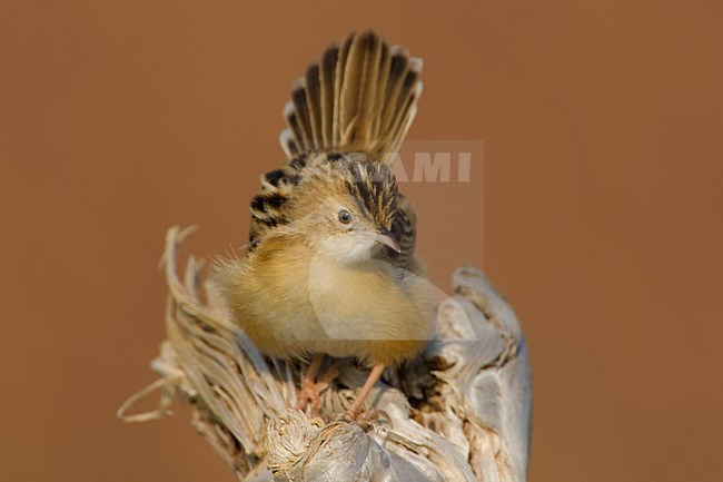 Graszanger op takje; Zitting Cisticola perched on twig stock-image by Agami/Daniele Occhiato,