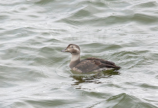 First-winter Long-tailed Duck (Clangula hyemalis) showing predominantly juvenile features. This plumage is rarely identified in the wintering area’s. stock-image by Agami/Edwin Winkel,