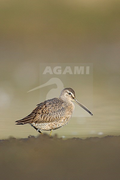 Juveniele Grote Grijze Snip, Juvenile Long-billed Dowitcher stock-image by Agami/Glenn Bartley,