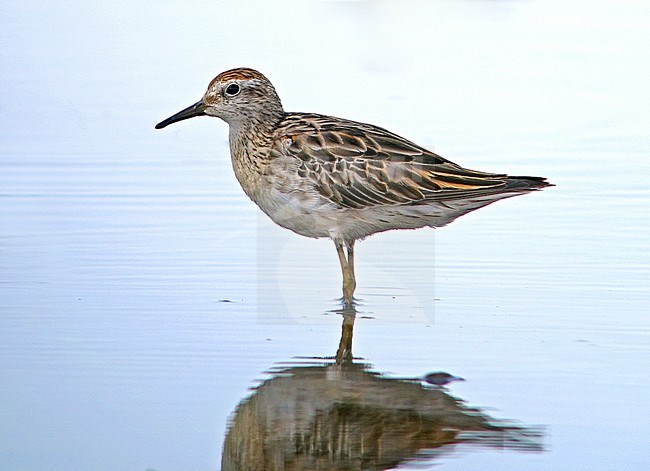 Wintering Sharp-tailed Sandpiper (Calidris acuminata) in Australia stock-image by Agami/Pete Morris,