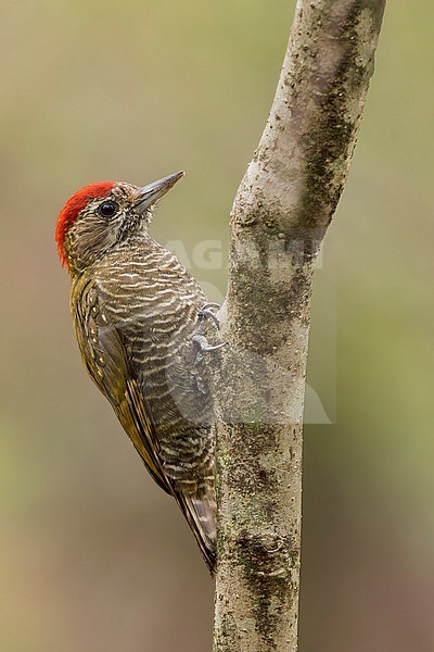 Dot-fronted Woodpecker (Dryobates frontalis) Perched on the side of a branch in Argentina stock-image by Agami/Dubi Shapiro,