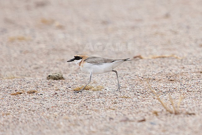 Adult Greater Sand Plover (Charadrius leschenaultii) of the subspecies leschenaultii on the stony ground of the Govi desert stock-image by Agami/Mathias Putze,