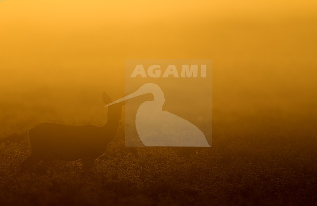 Vrouwtje Ree in vroege ochtend, Female Roe Deer at dawn stock-image by Agami/Danny Green,