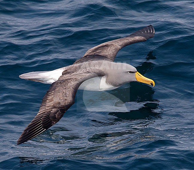 Adult Chatham Albatross (Thalassarche eremita) in flight near the only colony on The Pyramid off the Chatham Islands, New Zealand. Gliding low above the sea surface. stock-image by Agami/Marc Guyt,