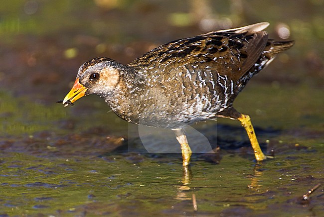 Porseleinhoen foeragerend om slikrand; Spotted Crake foraging on edge of marsh stock-image by Agami/Marc Guyt,