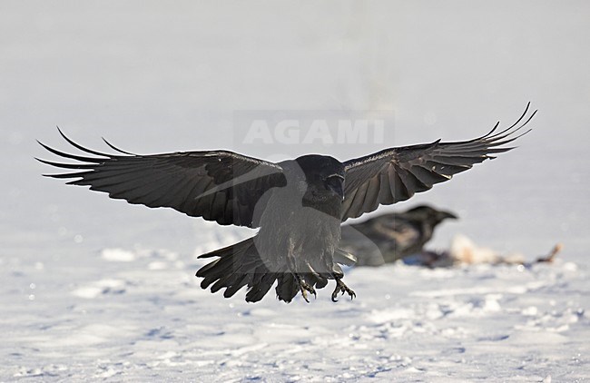 Common Raven flying; Raaf vliegend stock-image by Agami/Markus Varesvuo,