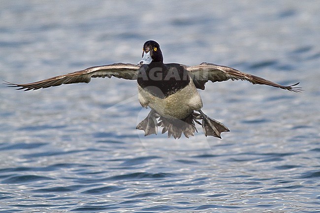 Lesser Scaup (Aythya affinis) flying in Victoria, BC, Canada. stock-image by Agami/Glenn Bartley,