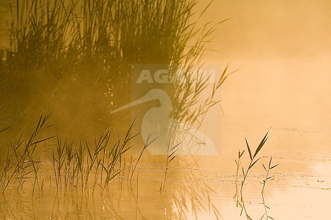 Misty reedbed in low sun at Groene Jonker in summer stock-image by Agami/Marc Guyt,