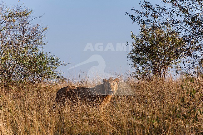 A sub-adult male lion, Panthera leo, in tall grass. Masai Mara National Reserve, Kenya. stock-image by Agami/Sergio Pitamitz,
