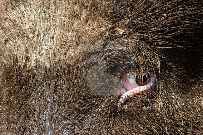 Vrije uitloop varken; Domestic Pig stock-image by Agami/Hans Germeraad,
