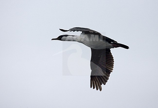 Antarctic Shag flying stock-image by Agami/Marc Guyt,