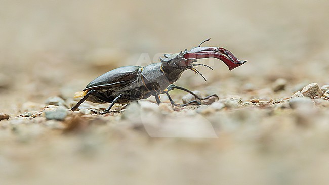 Stag beetle (Lucanus cervus) on the road, seen from the side stock-image by Agami/Lennart Verheuvel,