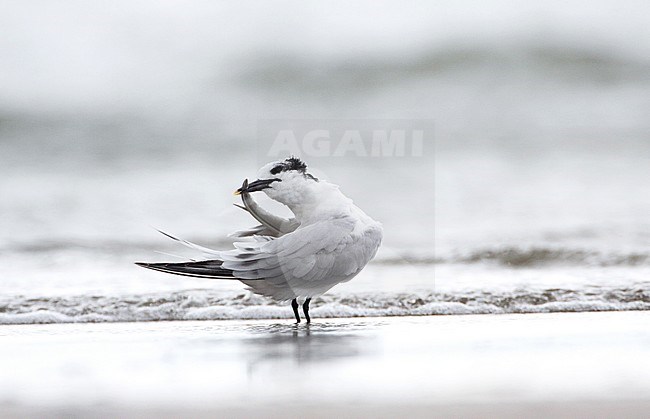 Adult winter Grote Stern, Adult winter Sandwich Tern stock-image by Agami/Karel Mauer,