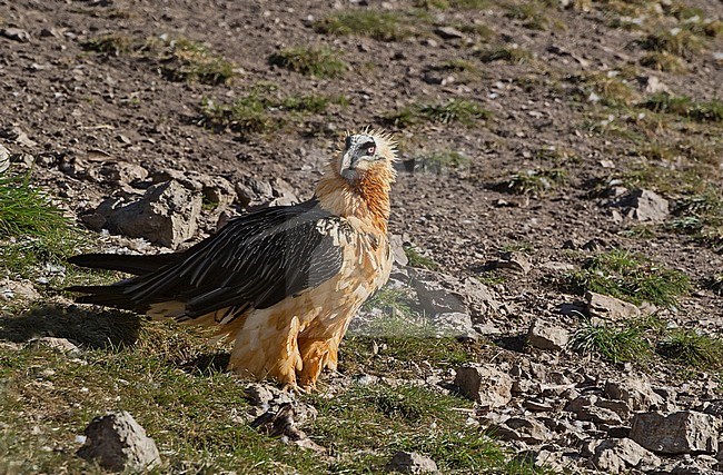 Bearded Vulture perched, Lammergier zittend stock-image by Agami/Alain Ghignone,