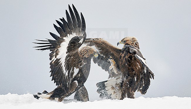 Golden Eagle  (Aquila chrysaetos) Norway November 2013 stock-image by Agami/Markus Varesvuo,