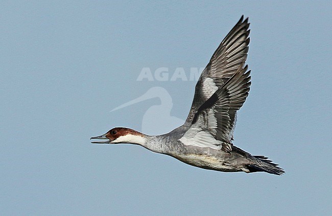 Smew (Mergellus albellus). First winter female in flight, seen from the side, showing part of upper wing and under wing. stock-image by Agami/Fred Visscher,