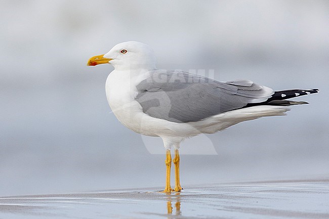 Yellow-legged Gull (Larus michahellis), side view of an adult standing on the shore, Campania, Italy stock-image by Agami/Saverio Gatto,