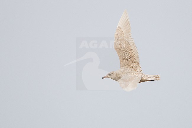 Iceland Gull, Larus glaucoides stock-image by Agami/Menno van Duijn,