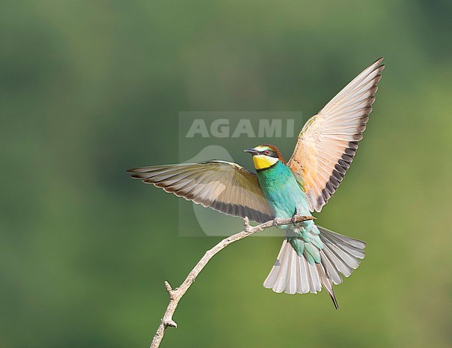 European Bee-eater, Merops apiaster, in Hungary during spring. stock-image by Agami/Marc Guyt,