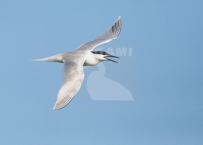 Sandwich Tern (Sterna sandvicensis) on Wadden island Texel in the Netherlands. Adult calling in flight, seen from above. stock-image by Agami/Marc Guyt,