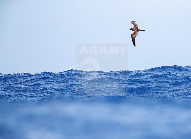Bulwer's Petrel (Bulweria bulwerii) in flight over the atlantic ocean off Madeira. Seen from a distance, arcing high above the waves. stock-image by Agami/Marc Guyt,
