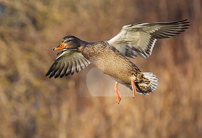Adult female
Vancouver, B.C., CANADA
January 2013 stock-image by Agami/Brian E Small,