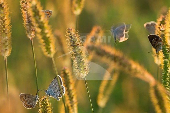 Heideblauwtjes in bloeiend gras, Silver-studded Blues in flowering grass stock-image by Agami/Rob de Jong,