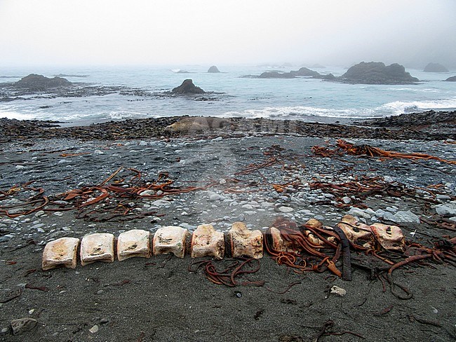 Remains of a dead whale, beached ashore on Macquarie island, an island in the subantarctic region of Australia in the southern pacific ocean. stock-image by Agami/Marc Guyt,