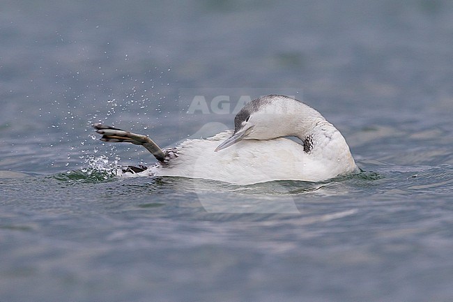 Red-throated Diver (Gavia stellata) wintering in Italy. Preening itself. stock-image by Agami/Daniele Occhiato,
