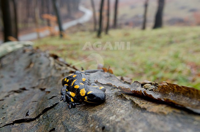 Vuursalamander, Fire salamander stock-image by Agami/Rob de Jong,