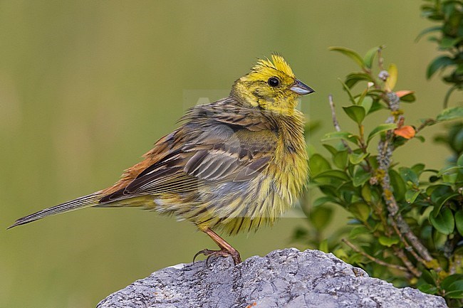 Geelgors; Yellowhammer; Emberiza citrinella stock-image by Agami/Daniele Occhiato,