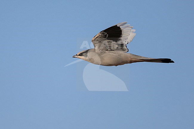 Grey Hypocolius (Hypocolius ampelinus) wintering in Oman. stock-image by Agami/Sylvain Reyt,