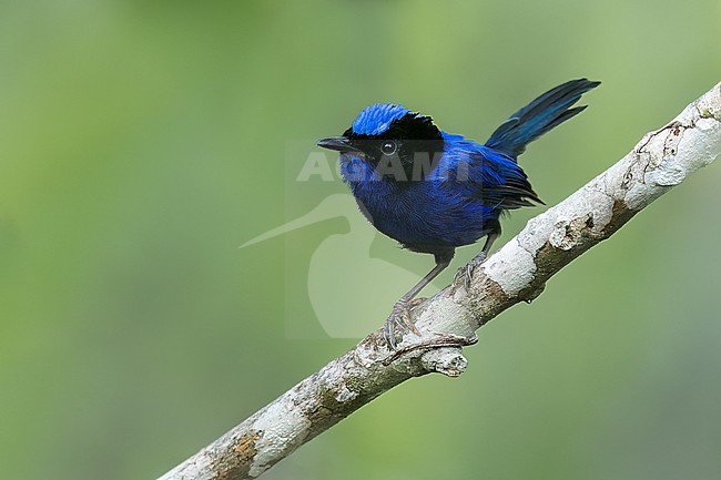 Emperor Fairywren (Malurus cyanocephalus) perched on a branch in Papua New Guinea. stock-image by Agami/Glenn Bartley,