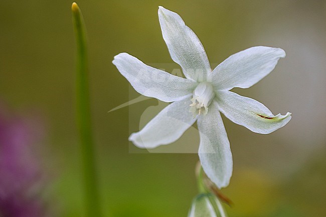 Drooping Star-of-Bethlehem flower stock-image by Agami/Wil Leurs,