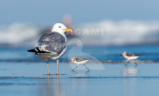 Adult moulting of American Herring Gull sitting on beach near Cape May, New Jersey, end of August 2016. stock-image by Agami/Vincent Legrand,