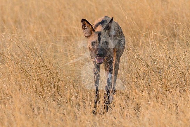 African wild dog, Lycaon pictus, walking in the tall grass. Savuti, Chobe National Park, Botswana stock-image by Agami/Sergio Pitamitz,